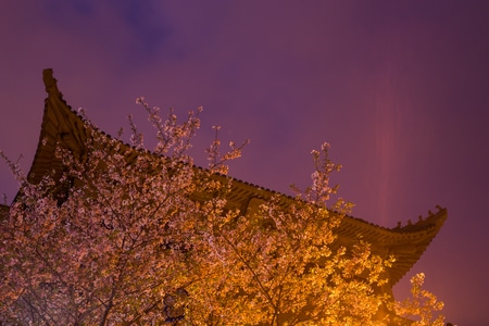 旅行-风光-武汉大学-樱花-夜樱 图片素材