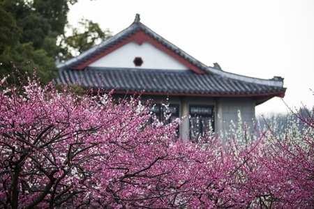 杭州-孤山探梅-梅花-树-树木 图片素材