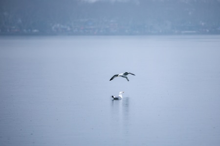 杭州-西湖-动物-鸟类-银鸥 图片素材