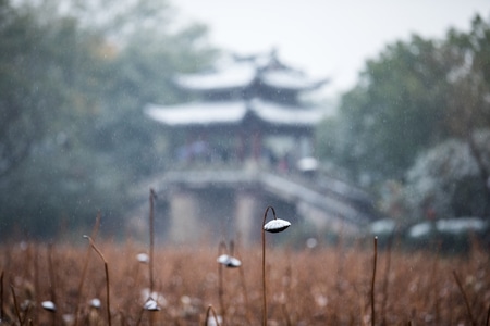 杭州-西湖-曲院风荷-风光-残荷 图片素材