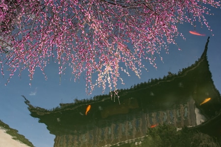 杭州-梅花-探梅-胡雪岩故居-古建筑 图片素材
