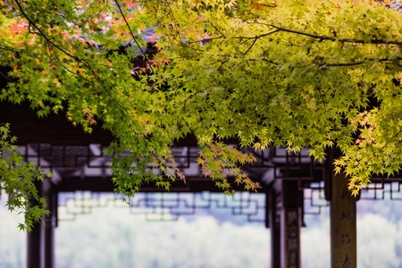 杭州-西湖-枫叶-秋天-红叶 图片素材