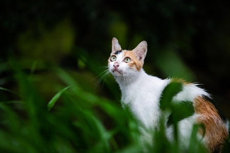 杭州-北山街-小猫-宠物-猫咪 图片素材