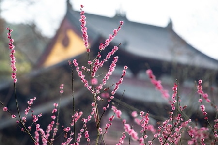 杭州-西湖-探梅-梅花-净慈寺 图片素材