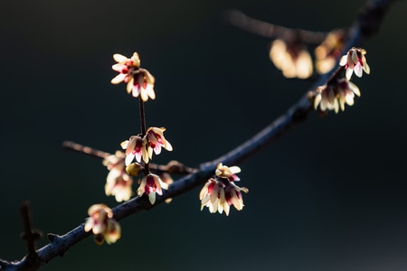 杭州-蜡梅-花朵-花-花卉 图片素材