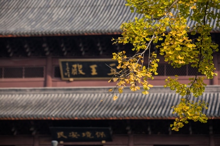 杭州-钱王祠-银杏叶-秋天-建筑 图片素材