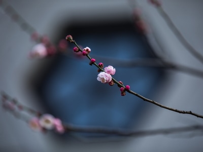 杭州-西湖-孤山-探梅-梅花 图片素材