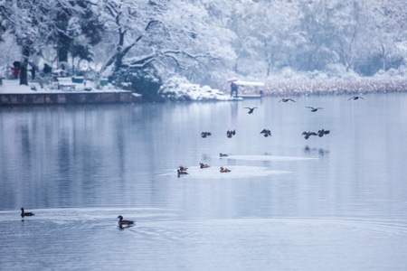 艺术风光-杭州-西湖-北里湖-雪中 图片素材