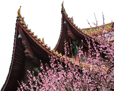 杭州-探梅-梅花-花卉-净慈寺 图片素材