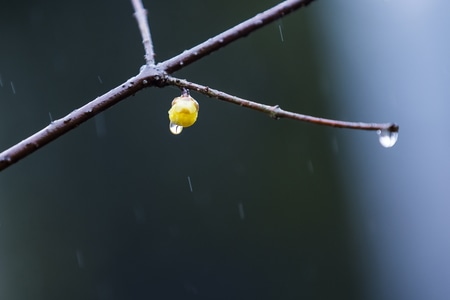 杭州-灵峰探梅-腊梅-雨中-腊梅 图片素材