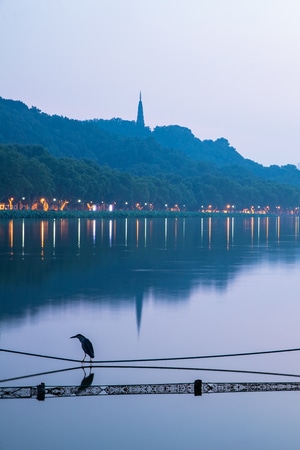 杭州-西湖-夜鹭-自然-湖 图片素材