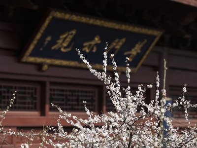 杭州-灵隐寺-梅花-探梅-梅花 图片素材