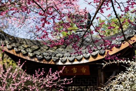 杭州-西湖-植物园-灵峰探梅-梅花 图片素材
