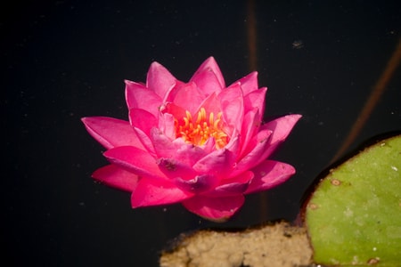 睡莲-花卉-生态-睡莲-莲花 图片素材