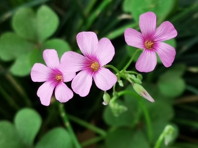 酢浆草-手机摄影-原创-酢浆草-花 图片素材