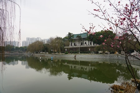 春-梅-风景-湖泊-湖面 图片素材