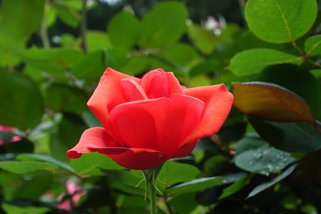 花卉-月季花-随拍-花卉-月季花 图片素材