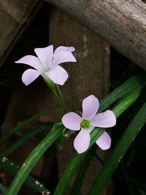 酢浆草-手机摄影-原创-酢浆草-花 图片素材