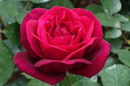 花卉-月季花-色彩-花卉-月季花 图片素材
