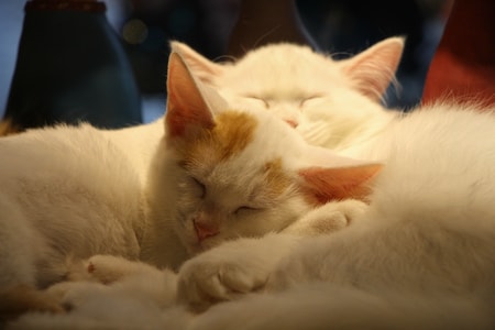 宠物-猫-猫窝-睡觉-猫 图片素材