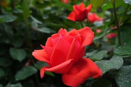 花卉-月季花-随拍-花卉-月季花 图片素材