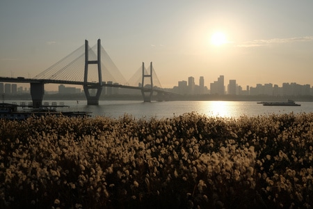 汉口-江滩-芦苇-风景-原创 图片素材