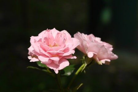 花卉-蔷薇-花-花朵-花卉 图片素材