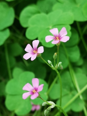 酢浆草-手机摄影-原创-酢浆草-花 图片素材