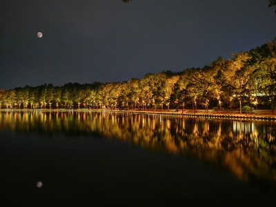 旅行-随拍-夜景-树-树林 图片素材