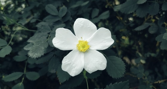 手机拍摄-花-花朵-花卉-植物 图片素材