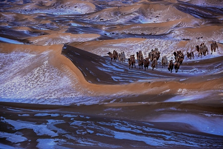 巴丹吉林沙漠-雪韵-我的2019-风景-骆驼 图片素材