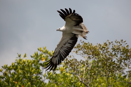 动物-鸟类-鹰-马来西亚-兰卡威 图片素材