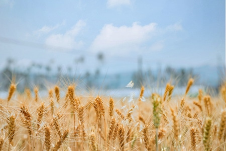 我要上封面-纪实-自然-农民-麦子 图片素材