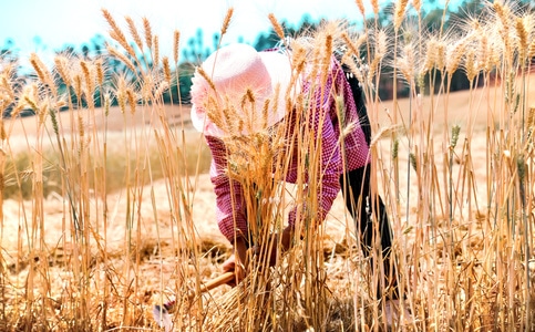 我要上封面-纪实-自然-农民-麦子 图片素材