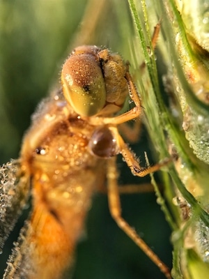 昆虫-上帝的创造-微距-万物-自然 图片素材