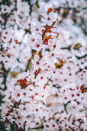 旅游-扫街-中国文化-佳能-花 图片素材
