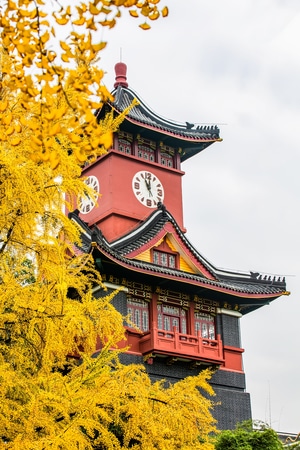 银杏-银杏叶-城市-佳能-秋色 图片素材