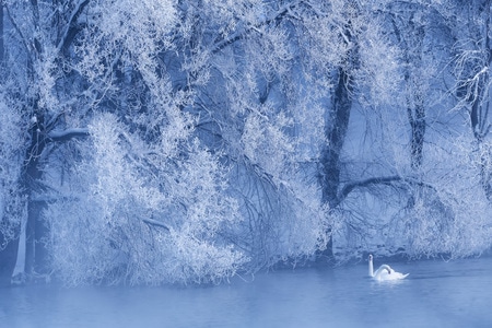 蓝调-清晨-佳能-冷-雪 图片素材