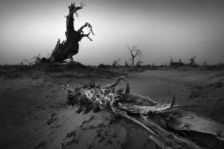 沙漠-荒凉-胡杨-新疆-风光 图片素材
