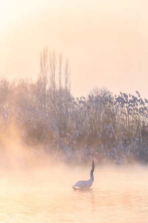 雾凇-新疆-天鹅-风光-日落 图片素材