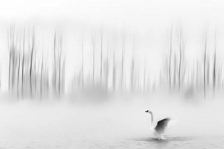 晨雾-雾凇-新疆-天鹅-自然 图片素材