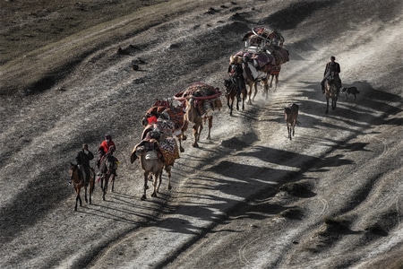 新疆-人文-纪实-骆驼-转场 图片素材