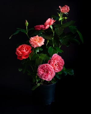 月季-花-花卉-玫瑰-盛开 图片素材
