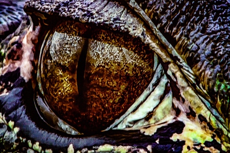 眼睛-鳄鱼-动物-野生动物-食肉 图片素材