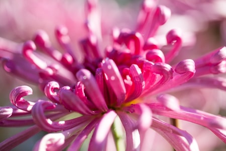 菊花-粉色-玫红-花-花卉 图片素材
