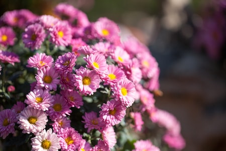 雏菊-粉色-花卉-花朵-盛开 图片素材