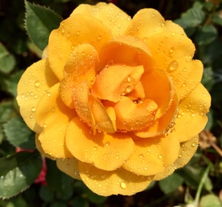 水珠-月季花-黄色-黄色月季花-新鲜 图片素材
