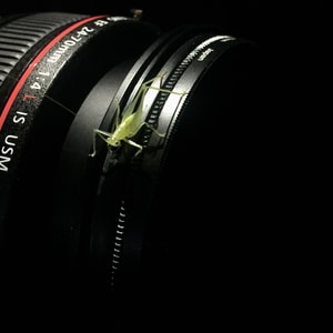 镜头-摄影-昆虫-绿色-螳螂 图片素材