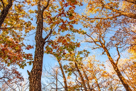 风光-树林-风景-秋天-自然 图片素材