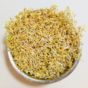 豆芽-生豆芽-绿豆芽-茂盛-妈妈厨艺 图片素材